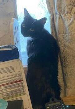 Domestic Short Hair Cats Available for Adoption - Matka | PetCurious