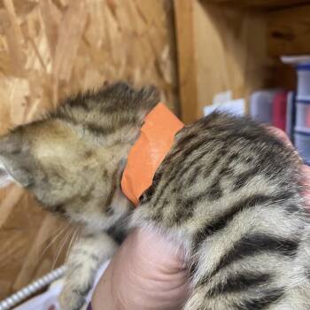 Walleye -  Domestic Short Hair Cat for Adoption in Blairsville, Georgia - Walleye | PetCurious