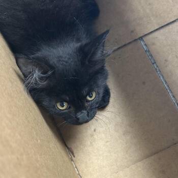 Julia -  Domestic Long Hair Cat for Adoption in Starkville, Mississippi - Julia | PetCurious