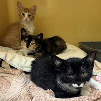 Meg -  Domestic Short Hair Cat for Adoption in East Hanover, New Jersey - Meg | PetCurious