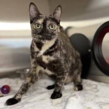 Nutella -  Domestic Short Hair Cat for Adoption in Bullhead City, Arizona - Nutella | PetCurious