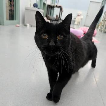 Jake -  Domestic Short Hair Cat for Adoption in Lakewood, Colorado - Jake | PetCurious
