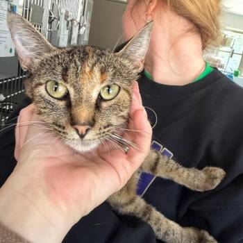 Gigi -  Domestic Short Hair Cat for Adoption in Canton, Illinois - Gigi | PetCurious