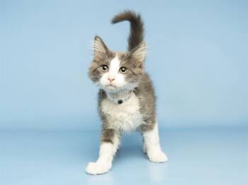 GLEB -  Domestic Medium Hair Cat for Adoption in Phoenix, Arizona - GLEB | PetCurious