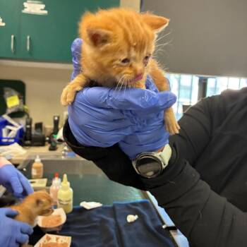 Vincenzo -  Domestic Short Hair Cat for Adoption in Pasadena, California - Vincenzo | PetCurious