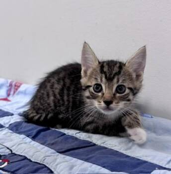 Baked Bean -  Domestic Short Hair Cat for Adoption in Watkinsville, Georgia - Baked Bean | PetCurious