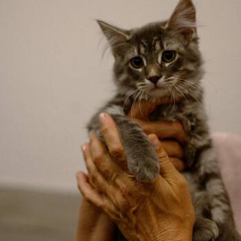 Runtz -  Domestic Long Hair Cat for Adoption in Vallejo, California - Runtz | PetCurious