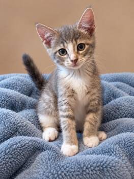 Lilly -  Domestic Short Hair Cat for Adoption in Atglen, Pennsylvania - Lilly | PetCurious