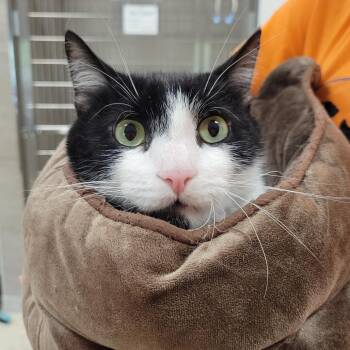 Batman -  Domestic Short Hair Cat for Adoption in Nashville, Indiana - Batman | PetCurious