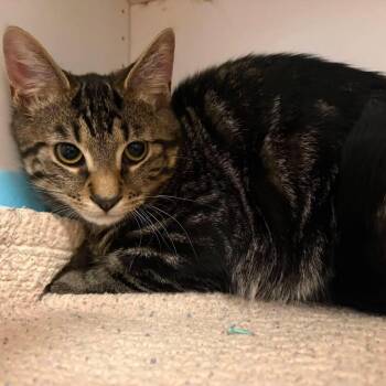 Charlie -  Domestic Short Hair Cat for Adoption in New York, New York - Charlie | PetCurious