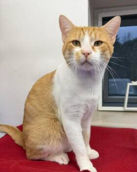 Gulliver -  Domestic Short Hair Cat for Adoption in Dunkirk, New York - Gulliver | PetCurious