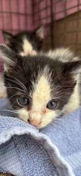 Pop -  Domestic Short Hair Cat for Adoption in Honolulu, Hawaii - Pop | PetCurious