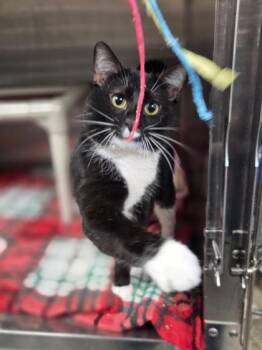 Albert -  Domestic Short Hair Cat for Adoption in Westland, Michigan - Albert | PetCurious