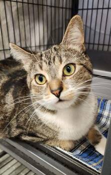 Domestic Short Hair Cats Available for Adoption - Professor Plum | PetCurious