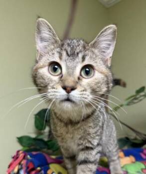 Pina Colada -  Domestic Short Hair Cat for Adoption in Hastings, Nebraska - Pina Colada | PetCurious
