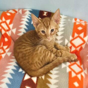 Prince -  Domestic Short Hair Cat for Adoption in Brownsboro, Alabama - Prince | PetCurious