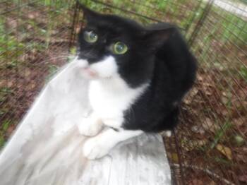 JULIAN -  Domestic Short Hair Cat for Adoption in Doral, Florida - JULIAN | PetCurious