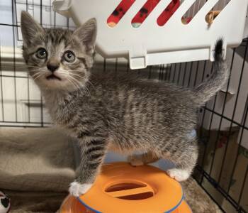 Domestic Short Hair Cats Available for Adoption in Pawleys Island, South Carolina - Clark | PetCurious