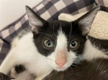ALBERTA -  Domestic Short Hair Cat for Adoption in Sugar Land, Texas - ALBERTA | PetCurious