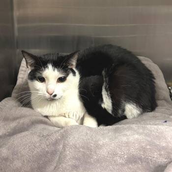 Piper -  Domestic Short Hair Cat for Adoption in Los Angeles, California - Piper | PetCurious