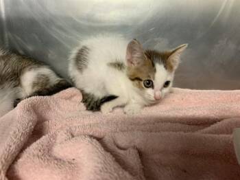 A232314 -  Domestic Short Hair Cat for Adoption in Grand Prairie, Texas - A232314 | PetCurious