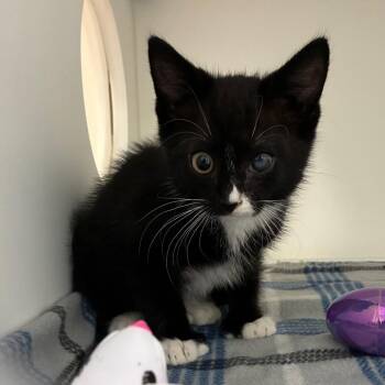 Fortissimo -  Domestic Short Hair Cat for Adoption in Greensboro, North Carolina - Fortissimo | PetCurious