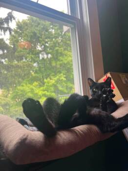 Krabby Patty -  Domestic Short Hair Cat for Adoption in Cleveland, Ohio - Krabby Patty | PetCurious