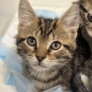 Cherry -  Domestic Short Hair Cat Available for Adoption in Voorhees Township, New Jersey - Cherry | PetCurious