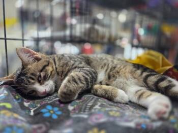 Rescue Domestic Short Hair Cats for Adoption in Minot, North Dakota - Coffee Bean | PetCurious