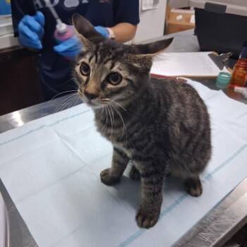 McCree -  Domestic Medium Hair Cat for Adoption in Summerville, South Carolina - McCree | PetCurious