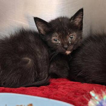 Rin -  Domestic Short Hair Cat for Adoption in Fort Smith, Arkansas - Rin | PetCurious