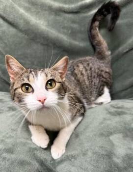 Domestic Short Hair Cats Available for Adoption in Gary, Indiana - Meany | PetCurious