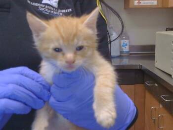 CLEM -  Domestic Short Hair Cat for Adoption in Sacramento, California - CLEM | PetCurious