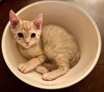 Sherbert aka Bert Napa -  Tabby and Tiger Cat for Adoption in Napa, California - Sherbert Aka Bert Napa | PetCurious
