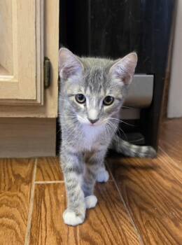 Flash Slothmore -  Domestic Short Hair Cat for Adoption in Evergreen, Colorado - Flash Slothmore | PetCurious