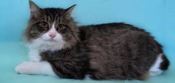 Domestic Long Hair Cats Available for Adoption - Percolator | PetCurious