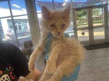 HARPER -  Domestic Short Hair Cat for Adoption in San Antonio, Texas - HARPER | PetCurious