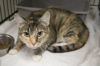 Tabatha -  Domestic Short Hair Cat for Adoption in Weaverville, California - Tabatha | PetCurious