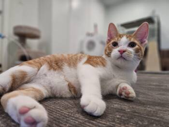 Rescue Domestic Short Hair Cats for Adoption in Hamilton, Ontario - Finn | PetCurious