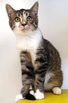 Rescue Domestic Short Hair Cats for Adoption in Belmont, New York - Griffin | PetCurious