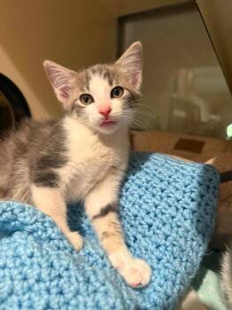 W1 Marigold -  Domestic Short Hair Cat for Adoption in Ashland, Wisconsin - W1 Marigold | PetCurious