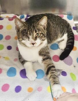 Rescue Domestic Short Hair Cats for Adoption in Cortland, Ohio - Mikey | PetCurious