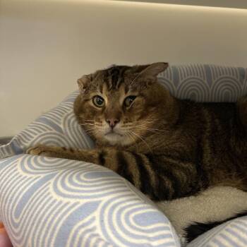 Domestic Short Hair Cats Available for Adoption - Doritos Loco Taco | PetCurious