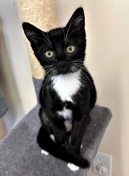 Rescue Domestic Short Hair Cats for Adoption in Evansville, Indiana - Crash | PetCurious