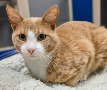 Domestic Short Hair Cats Available for Adoption in Gainesville, Texas - Boy-Ar-Dee | PetCurious