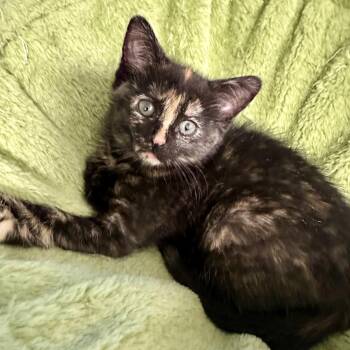 Domestic Short Hair Cats Available for Adoption in Pontiac, Michigan - Trina | PetCurious
