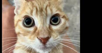 Aristotle -  Domestic Short Hair Cat for Adoption in Dayton, Minnesota - Aristotle | PetCurious