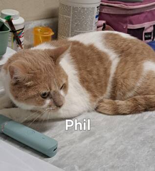 Phil -  Domestic Short Hair Cat for Adoption in Plattsburgh, New York - Phil | PetCurious
