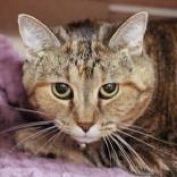 Domestic Short Hair Cats Available for Adoption in Hilliard, Ohio - Bilan | PetCurious