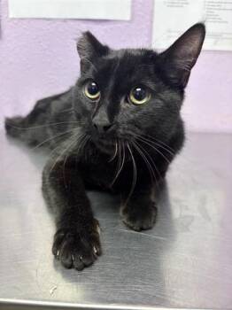 Domestic Medium Hair Cats Available for Adoption - Snickers | PetCurious